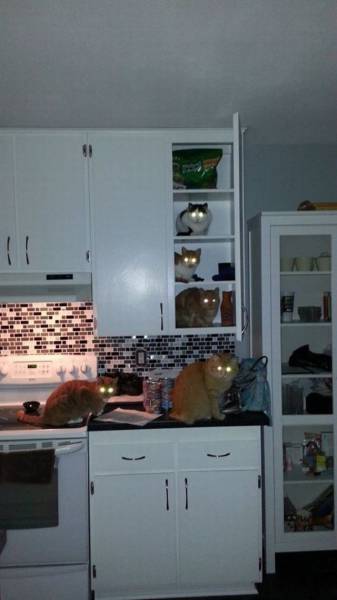 Daily Picdump