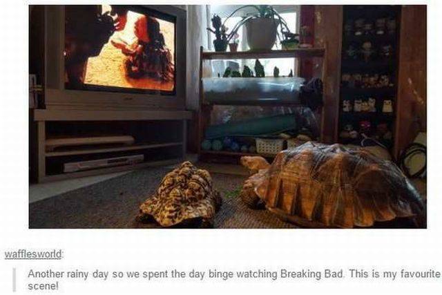daily picdump 95 pics 1.html - 95 HD Photos | Premium Gallery 2017