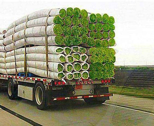 Morning Picdump