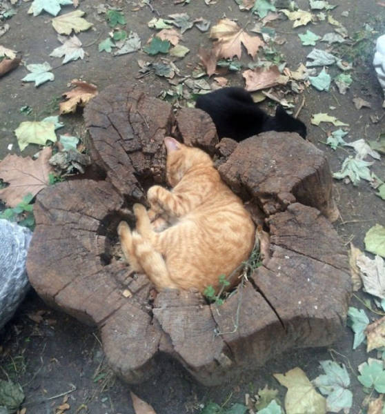 If It Fits, I Sits