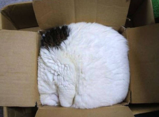 If It Fits, I Sits