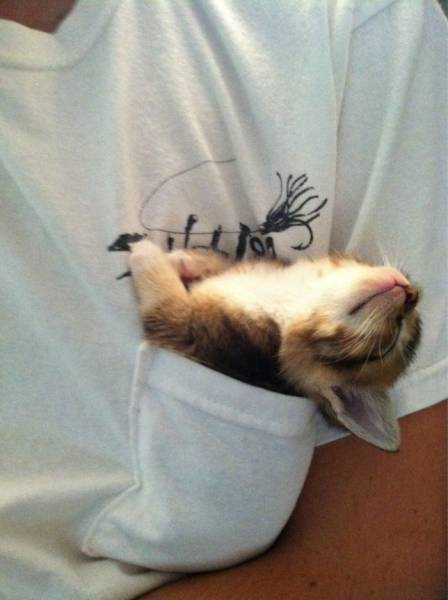 If It Fits, I Sits