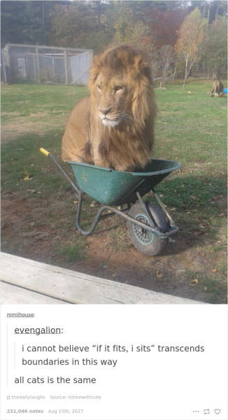 If It Fits, I Sits