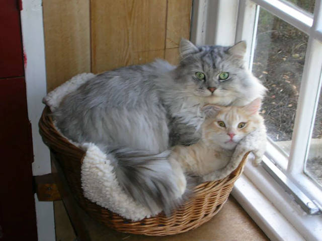If It Fits, I Sits