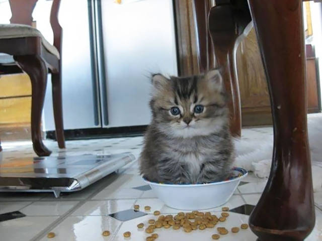 If It Fits, I Sits
