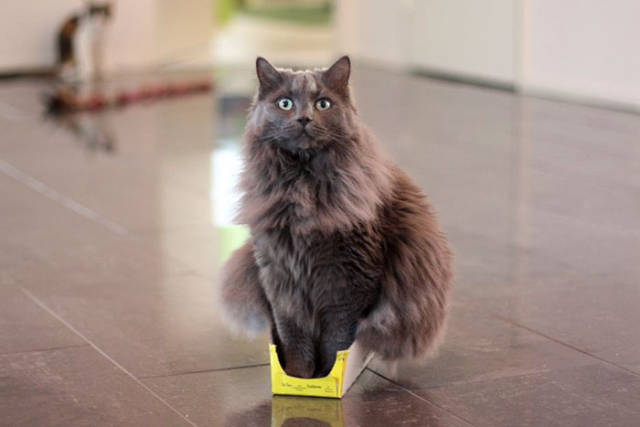 If It Fits, I Sits