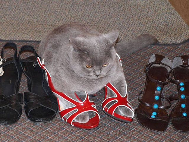 If It Fits, I Sits