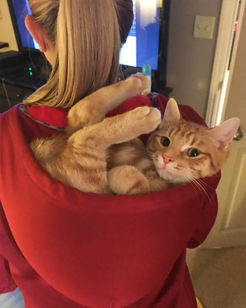 If It Fits, I Sits