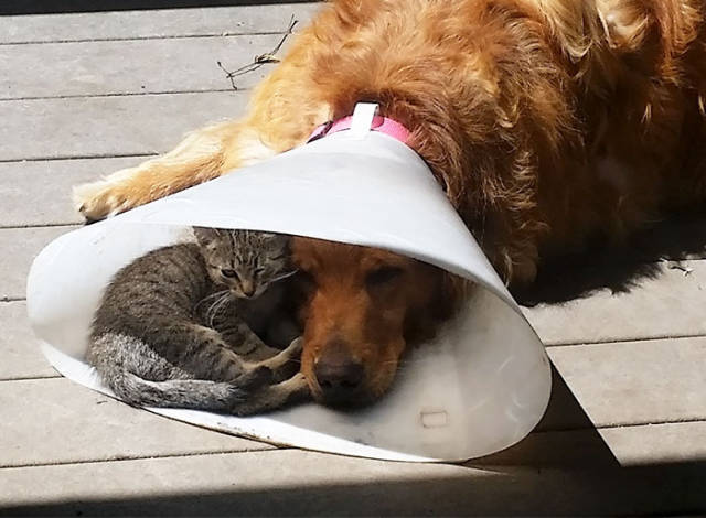 If It Fits, I Sits