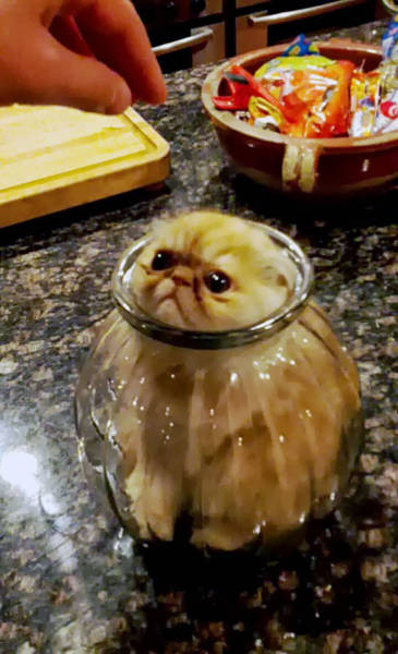 If It Fits, I Sits