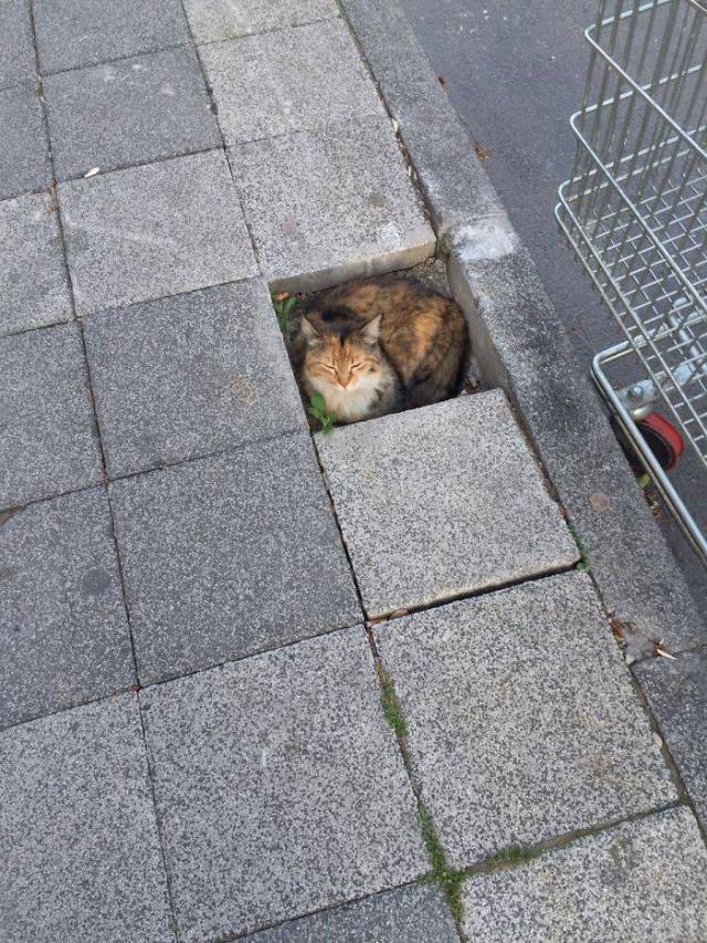If It Fits, I Sits