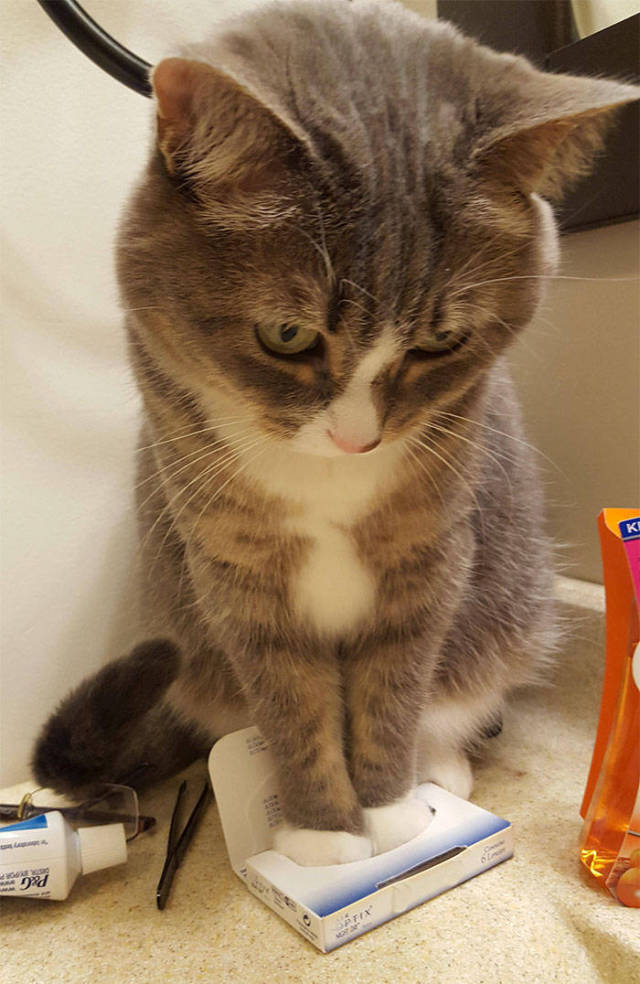 If It Fits, I Sits