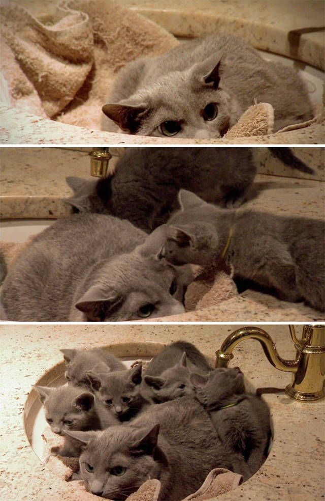 If It Fits, I Sits