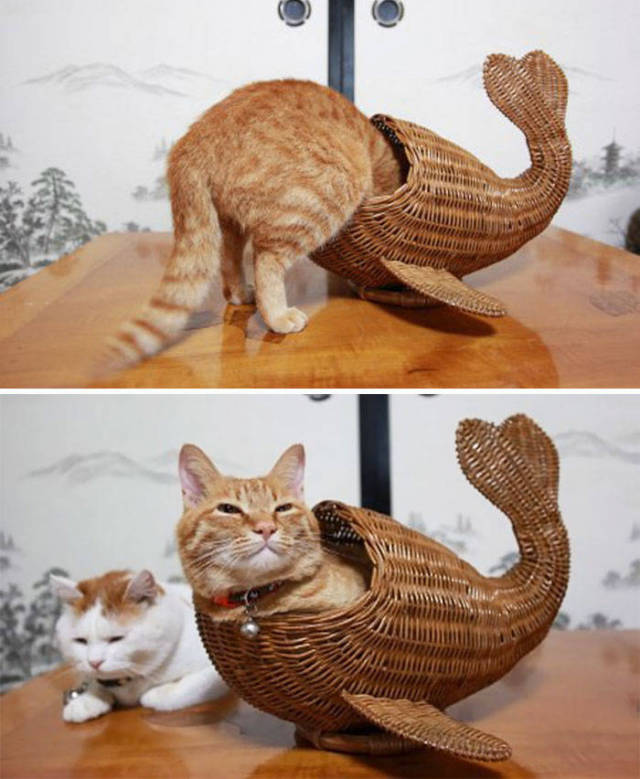 If It Fits, I Sits