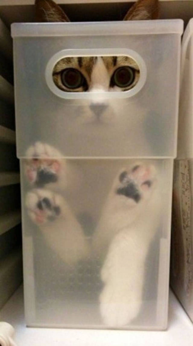 If It Fits, I Sits