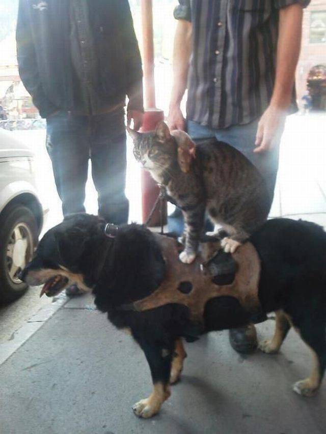 daily picdump 95 pics 16.html - 95 HD Photos | Premium Gallery 2017