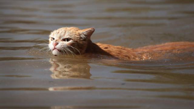 daily picdump 102 pics 29.html - 102 HD Photos | Premium Gallery 2017