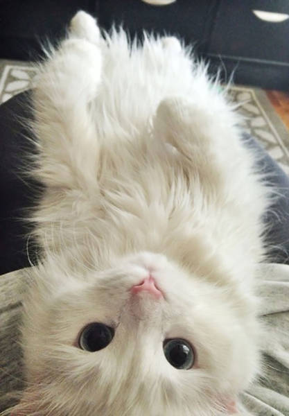 No One Can Hate Cats Forever!