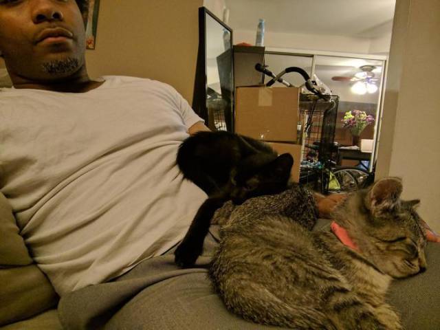 No One Can Hate Cats Forever!