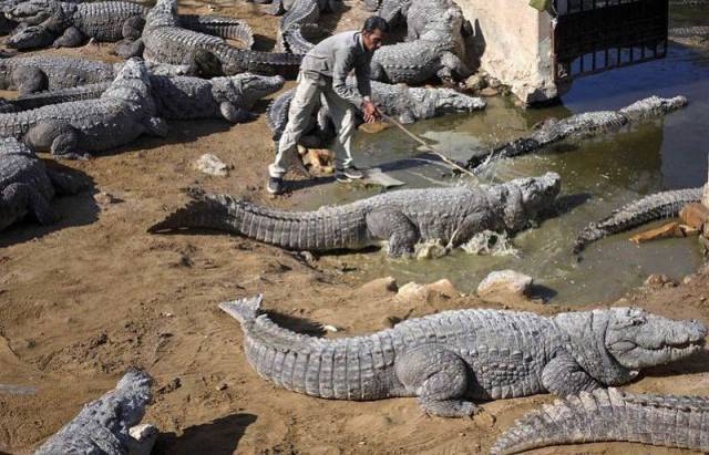 daily picdump 95 pics 19.html - 95 HD Photos | Premium Gallery 2017