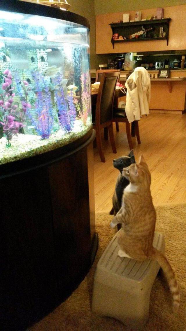 daily picdump 93 pics 11.html - 93 HD Photos | Premium Gallery 2017