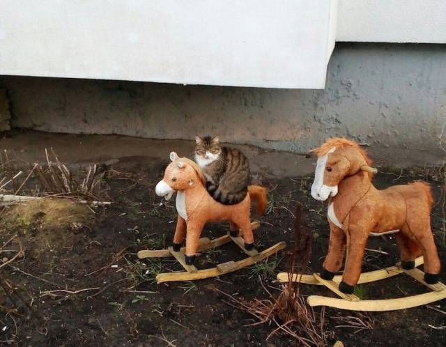 daily picdump 85 pics 32.html - 85 HD Photos | Premium Gallery 2017