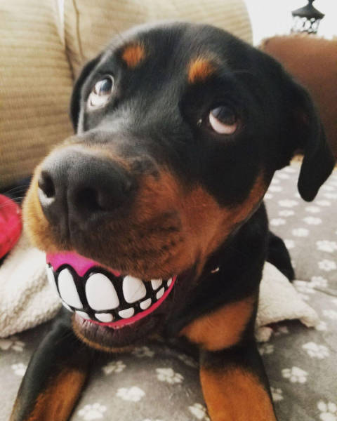 daily picdump weekend edition 57 pics 25.html - 57 HD Photos | Premium Gallery 2017