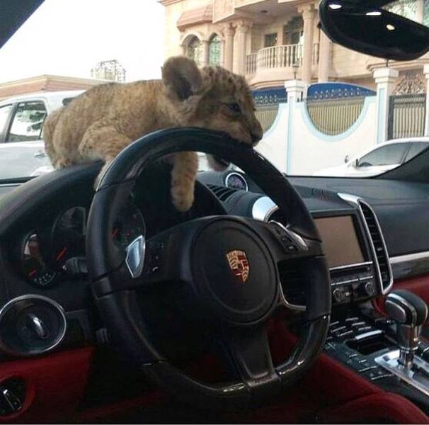 daily picdump 99 pics 39.html - 99 HD Photos | Premium Gallery 2017