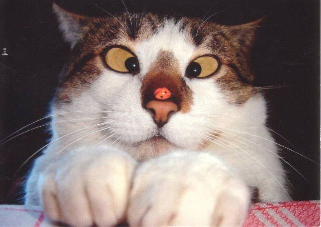 daily picdump 99 pics 39.html - 99 HD Photos | Premium Gallery 2017