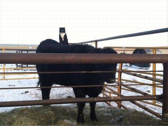 daily picdump 99 pics 9.html - 99 HD Photos | Premium Gallery 2017