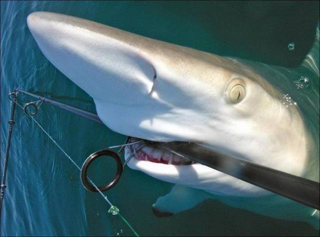 daily picdump 99 pics 9.html - 99 HD Photos | Premium Gallery 2017