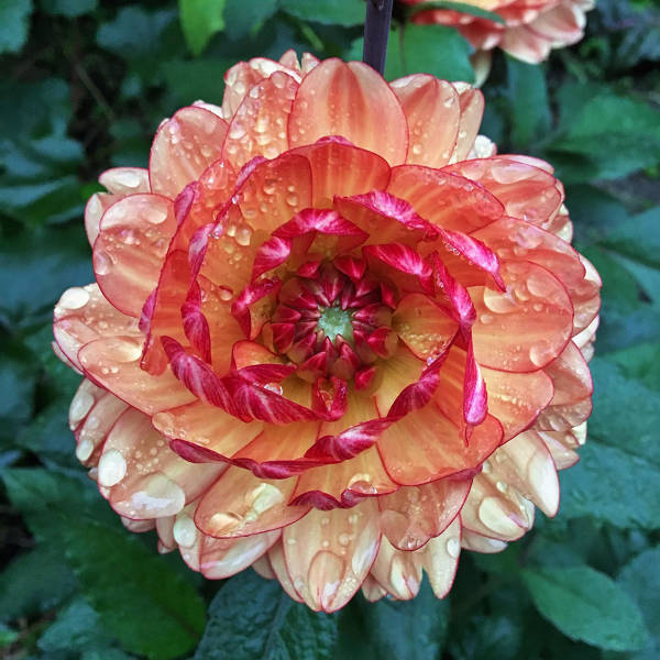 morning picdump 50 pics 2.html - 50 HD Photos | Premium Gallery 2017