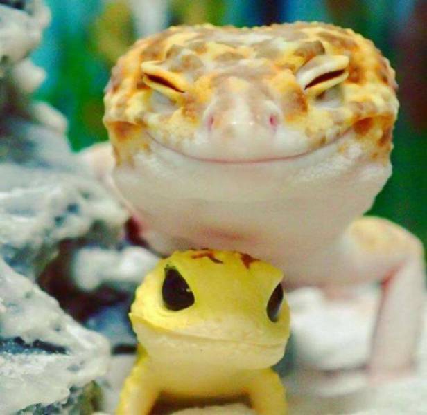 daily picdump weekend edition 64 pics 14.html - 64 HD Photos | Premium Gallery 2017