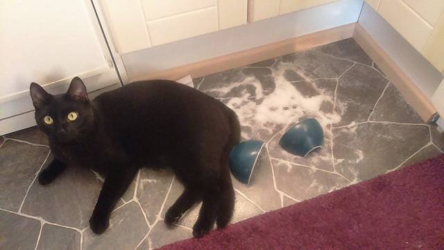 daily picdump weekend edition 64 pics 14.html - 64 HD Photos | Premium Gallery 2017