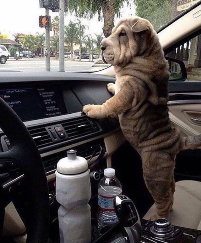 daily picdump 92 pics 1.html - 92 HD Photos | Premium Gallery 2017