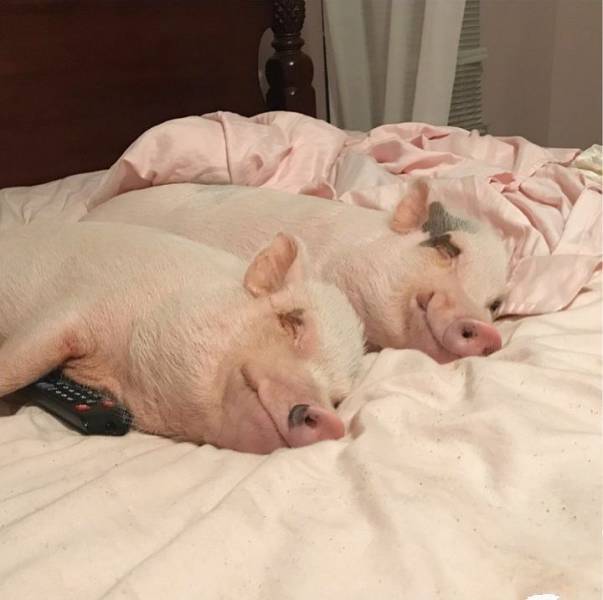 daily picdump 93 pics 9.html - 93 HD Photos | Premium Gallery 2017