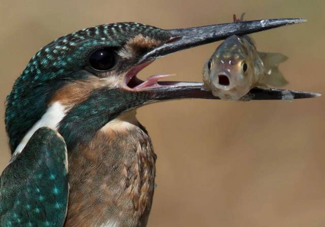 daily picdump 93 pics 9.html - 93 HD Photos | Premium Gallery 2017