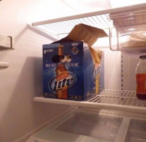 daily picdump weekend edition 54 pics 17.html - 54 HD Photos | Premium Gallery 2017