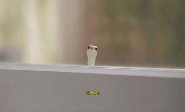 daily picdump weekend edition 54 pics 17.html - 54 HD Photos | Premium Gallery 2017