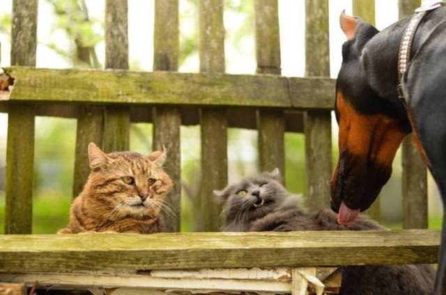 daily picdump 97 pics 39.html - 97 HD Photos | Premium Gallery 2017