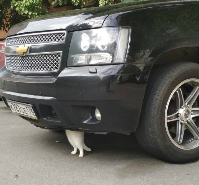 daily picdump 92 pics 14.html - 92 HD Photos | Premium Gallery 2017