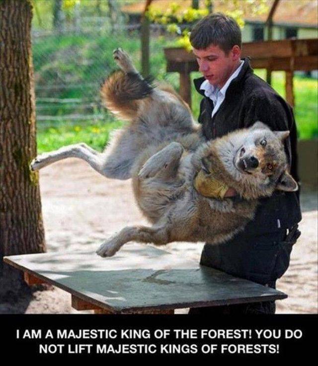 daily picdump 92 pics 14.html - 92 HD Photos | Premium Gallery 2017