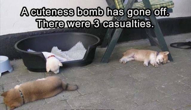 daily picdump weekend edition 68 pics 11.html - 68 HD Photos | Premium Gallery 2017