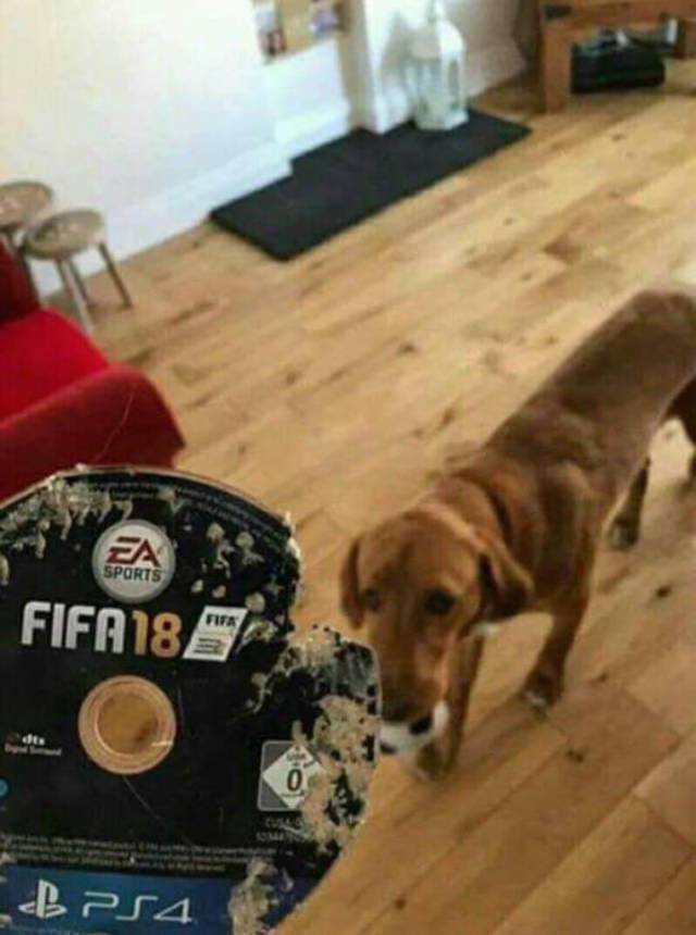 daily picdump weekend edition 68 pics 11.html - 68 HD Photos | Premium Gallery 2017