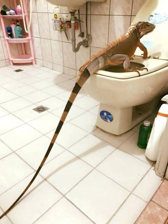 daily picdump 106 pics 15.html - 106 HD Photos | Premium Gallery 2017