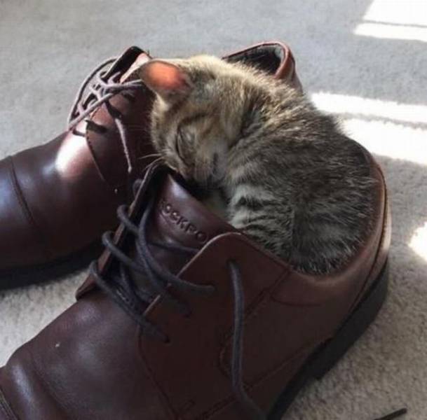 daily picdump 96 pics 1.html - 96 HD Photos | Premium Gallery 2017