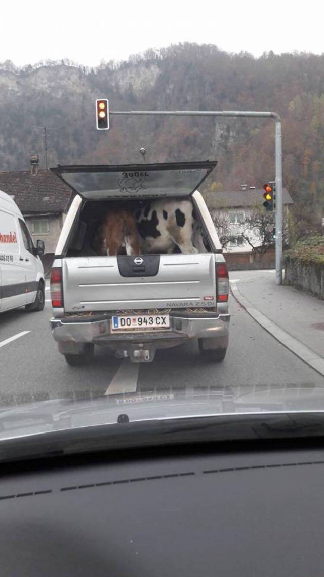 daily picdump 96 pics 1.html - 96 HD Photos | Premium Gallery 2017