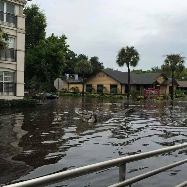 daily picdump 93 pics 8.html - 93 HD Photos | Premium Gallery 2017