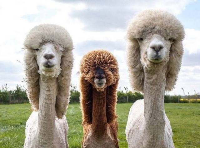 daily picdump 93 pics 8.html - 93 HD Photos | Premium Gallery 2017