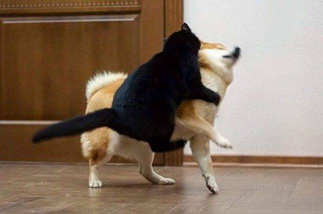 daily picdump weekend edition 66 pics 21.html - 66 HD Photos | Premium Gallery 2017